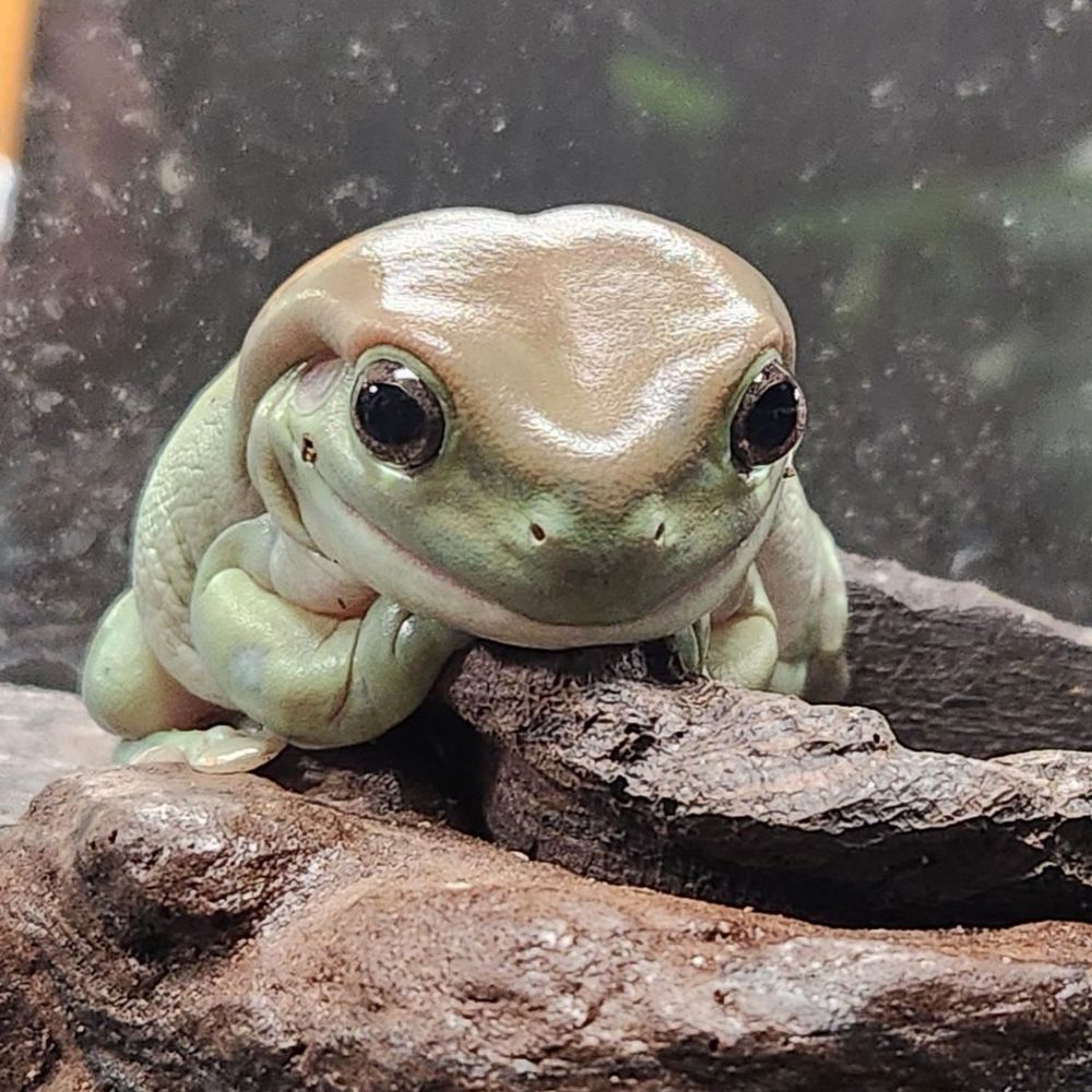 Jacqueline the frog