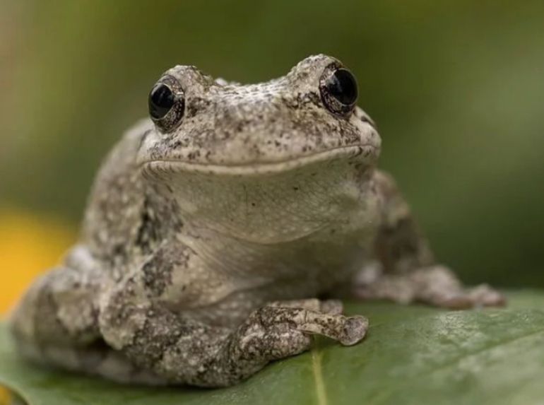 Sheri the frog