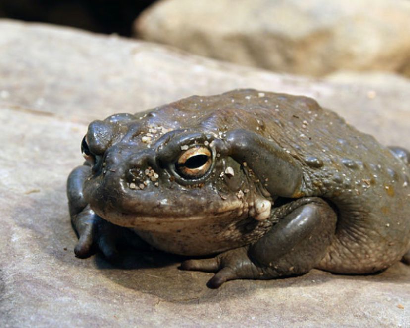 Arthur the frog