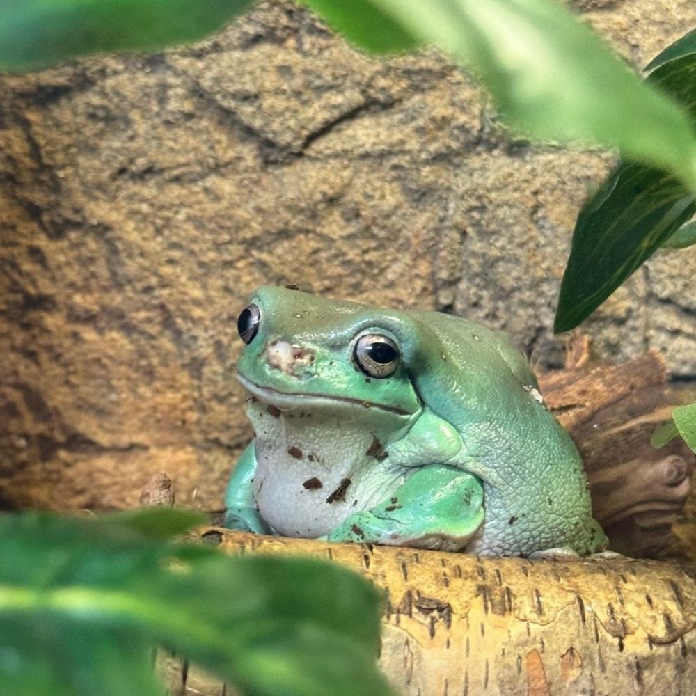 Derek the frog