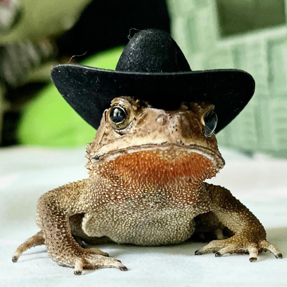 Bradley the frog