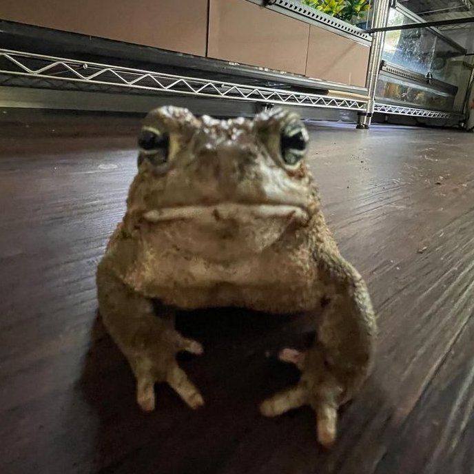 Dallas the frog