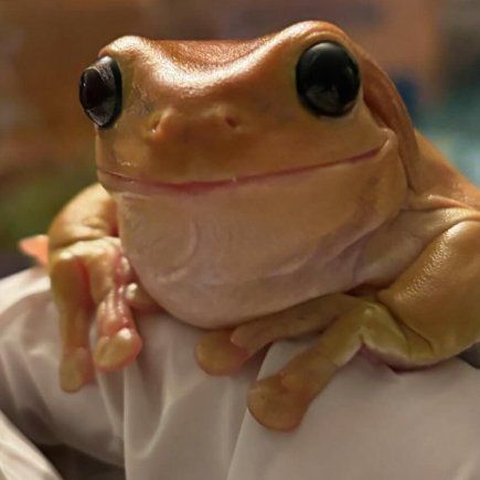 Anthony the frog