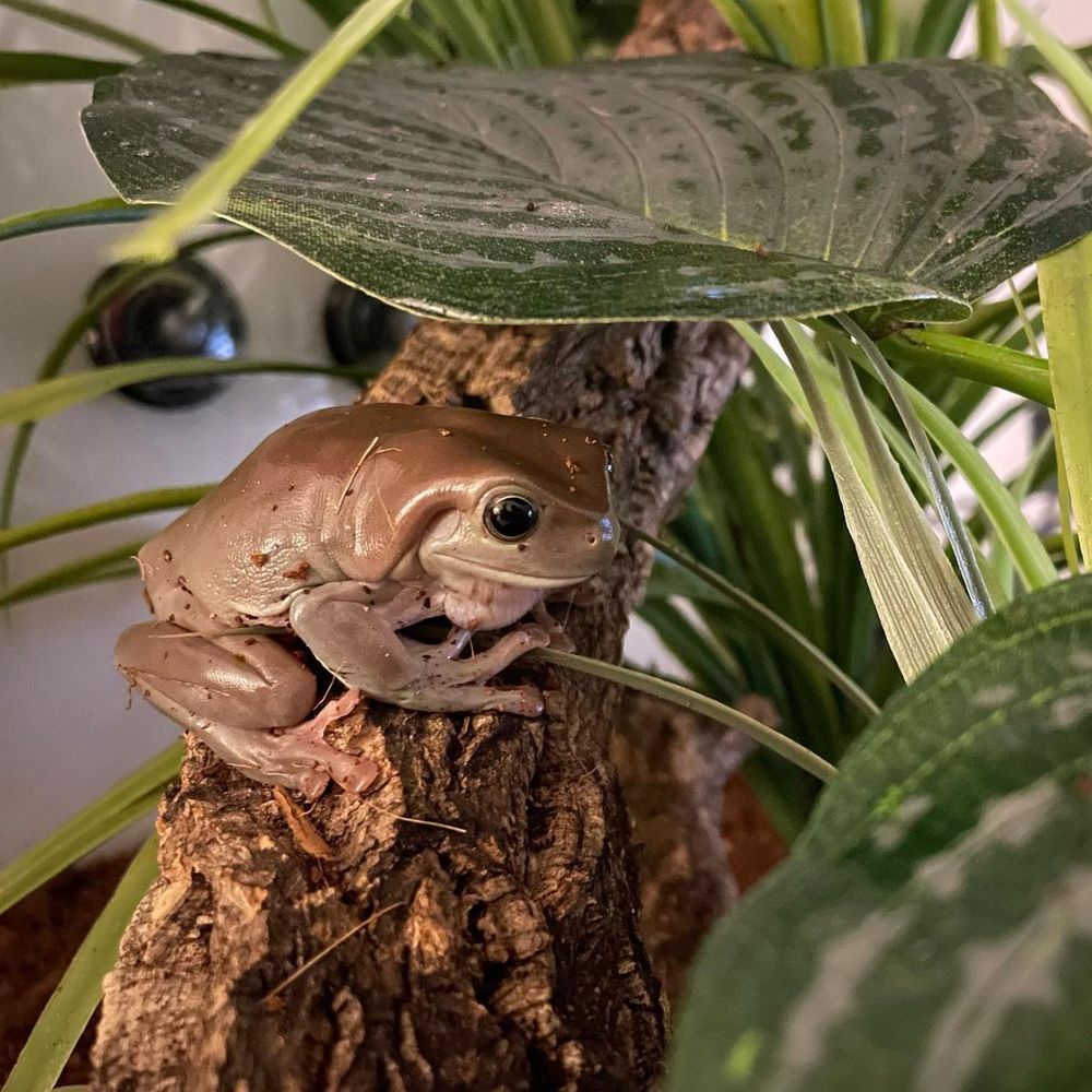 Geoffrey the frog
