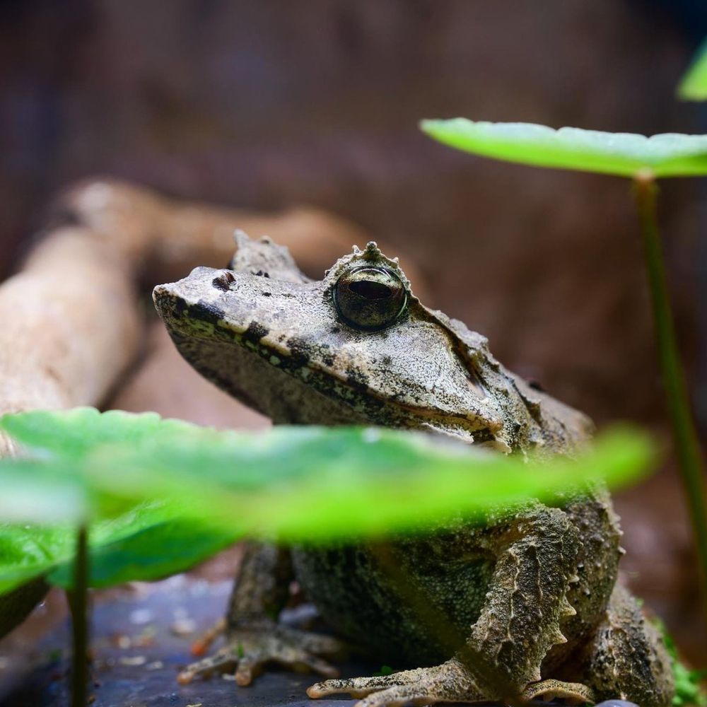 Andrew the frog