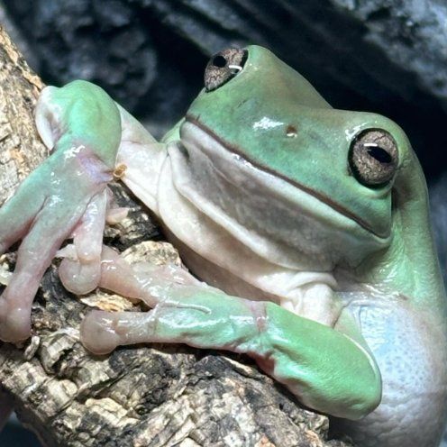 Beth the frog