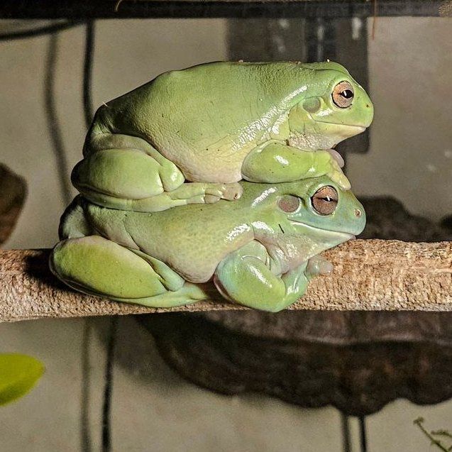 Derrick the frog