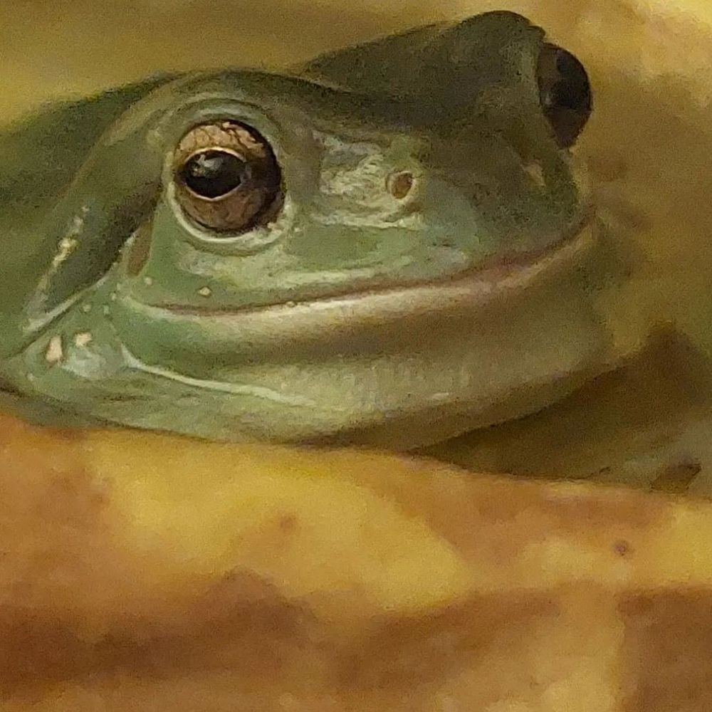 Miguel the frog