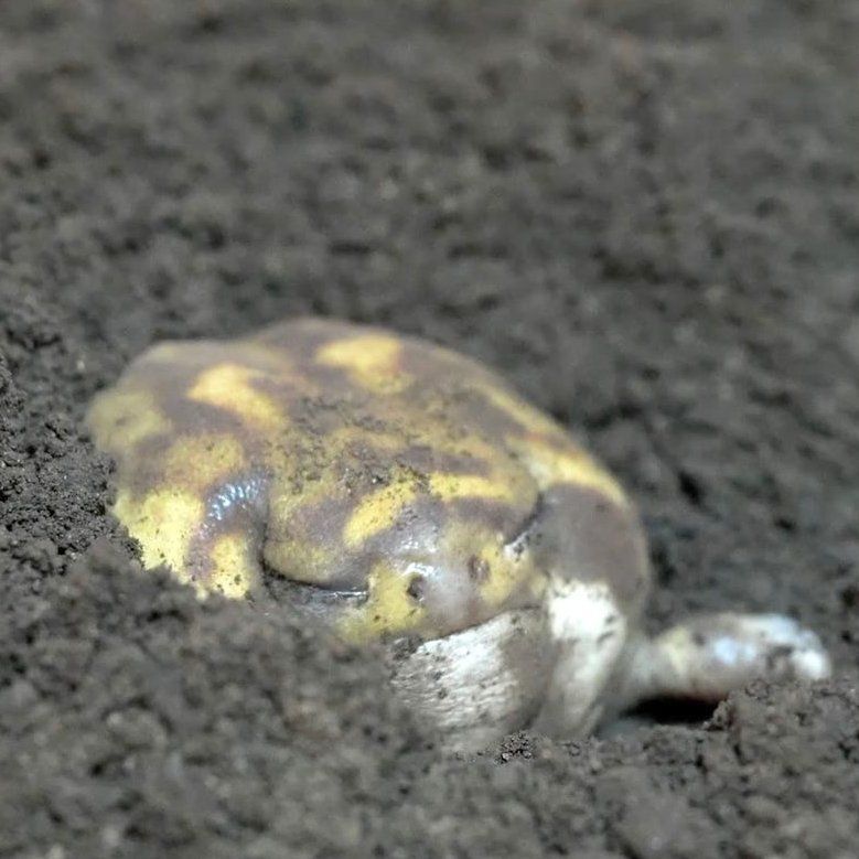 Wade the frog