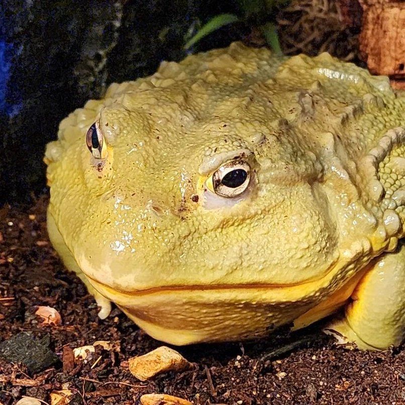 Philip the frog