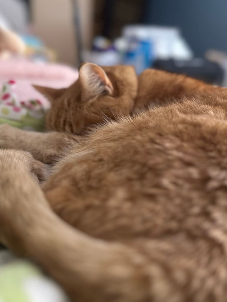 The image depicts a close-up view of a sleeping orange tabby cat, occupying most of the frame. The cat is curled up with its head resting on one of its front paws, and its body forms a gentle curve. Its fur appears soft and plush, with shades of orange and subtle stripes. The cat's ear is upright and prominent in the image. The background is blurred but hints at a cozy setting with pastel colors and indistinct shapes, possibly suggesting a bed or a soft surface.