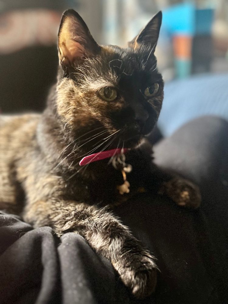 A tortoiseshell cat with a pink collar rests on a person's lap, looking alertly toward the camera.
The image focuses on a tortoiseshell cat that is comfortably settled on what appears to be a person’s lap, indicated by the dark clothing beneath it. The cat’s fur is a mix of black, brown, and some lighter shades, catching the light in a way that accentuates its texture. Its eyes are a striking green or hazel color, and it has a pink collar around its neck with small charms or tags hanging from it. The cat is looking directly or slightly to the side of the camera with an alert and attentive gaze, its ears perked up. The background is softly blurred, suggesting an interior setting with a subtle range of colors. The overall atmosphere is one of quiet companionship and cozy domesticity. The lighting emphasizes the cat’s features and the textures of its fur and the fabric beneath it, creating a warm and personal scene.