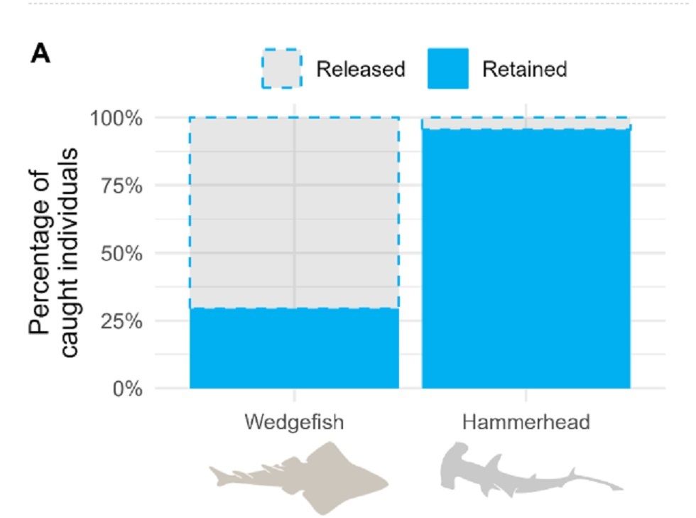 Bar chart showing percentage of caught individuals released vs. retained for wedgefish and hammerhead sharks. Wedgefish: ~70% released (dashed outline), ~30% retained (solid blue). Hammerhead sharks: ~2% released (dashed outline), ~98% retained (solid blue). Species silhouettes shown below bars.