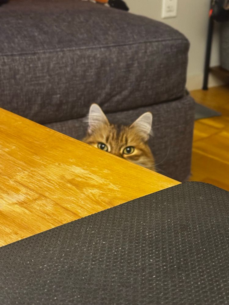 A very fluffy orange and white cat peers over a table ominously.