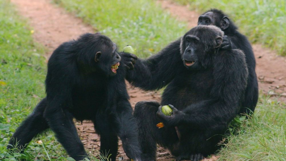 Why Do Apes Make Gestures?