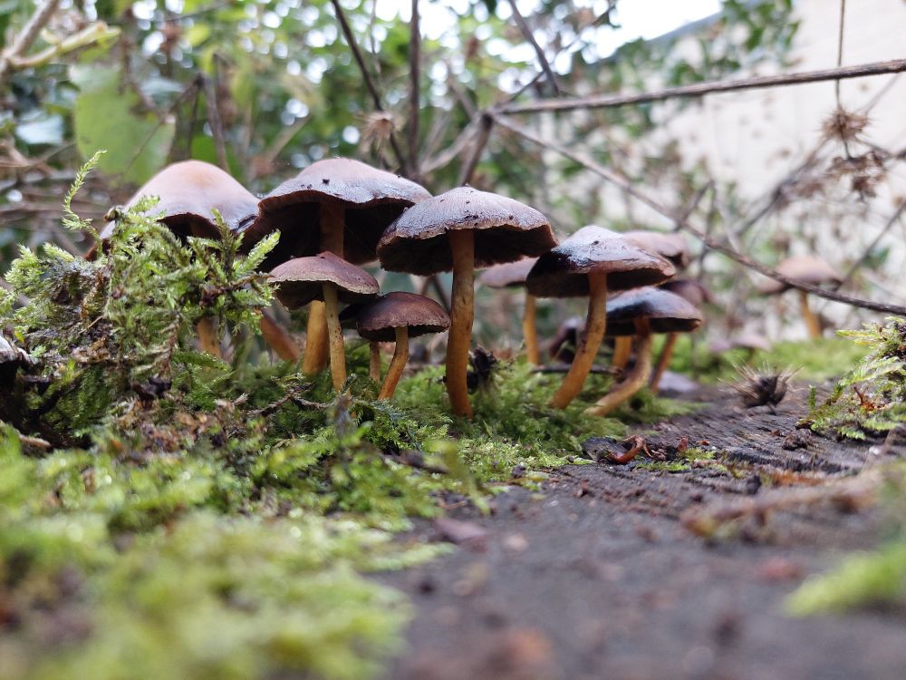 A picture of a dozen dark brown-hooded mushrooms with yellow stems sprouting from a moss-covered tree stump.