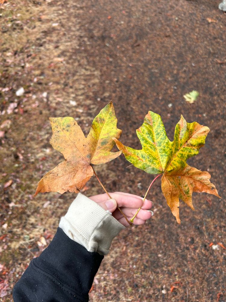some pretty leaves i found
they made me wish i had brought my watercolors 