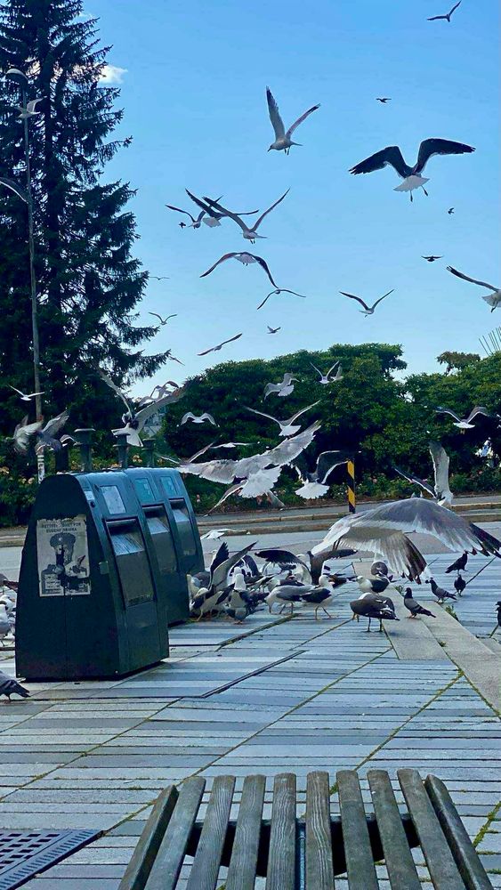 Seagulls and pigeons in a feeding frenzy.