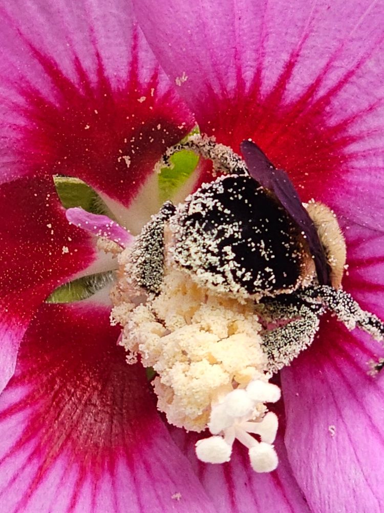 A bumblebee hard at work covered in pollen