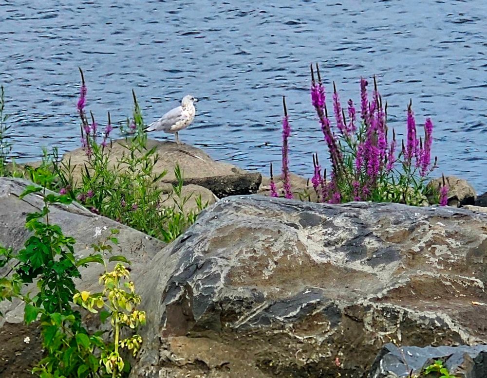 a seagull perched atop a rock gazing out over the river