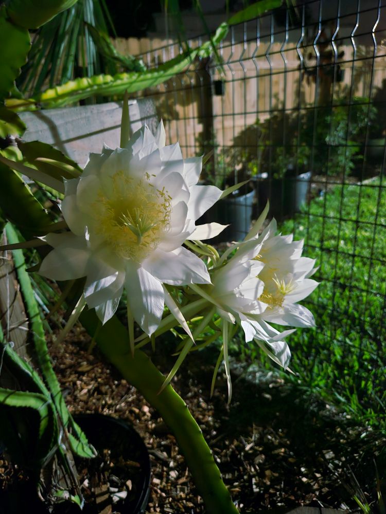 Two white dragon fruit blooms almost fully bloomed 
