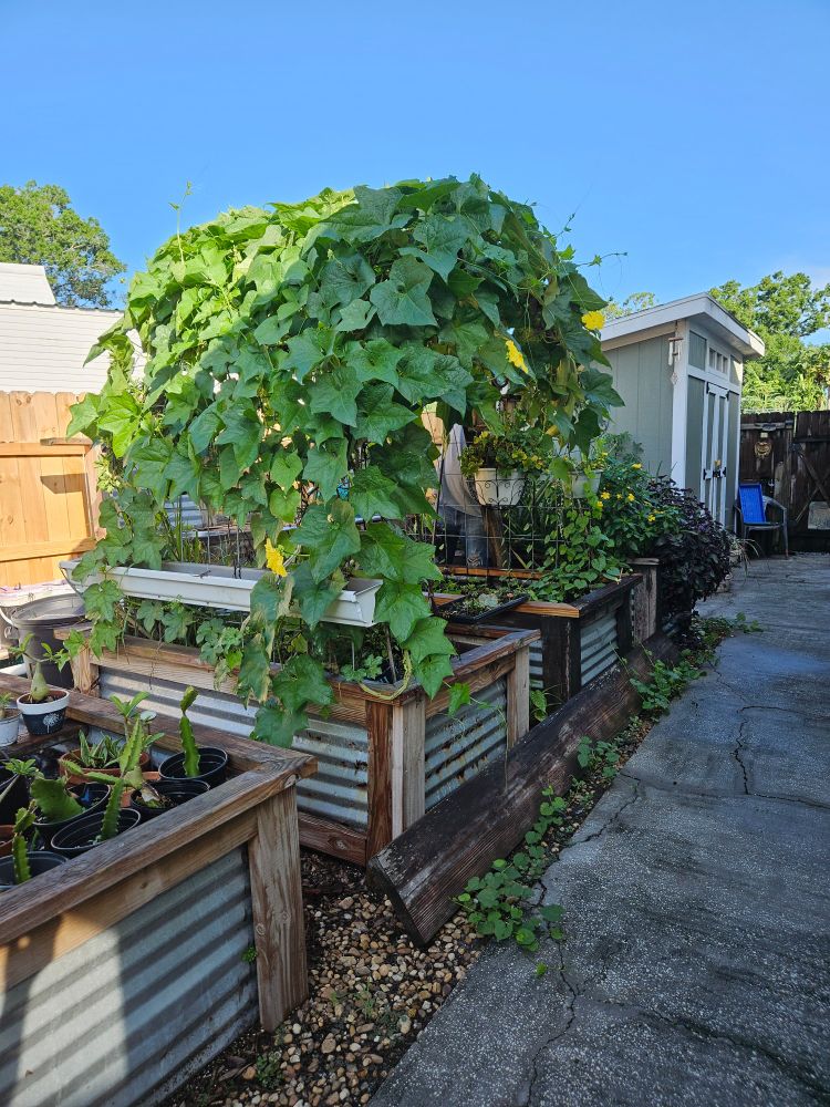 A row of garden boxes with a shed in the background with a clear blue sky and a loofah plant growing over a cow panel damn 