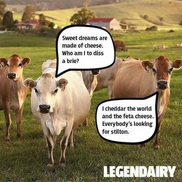cows with thought bubbles with Eurythmics lyrics: "Sweet dreams are made of cheese. Who am I to diss a brie? I cheddar the world and the feta cheese. Everybody's looking for stilton." 