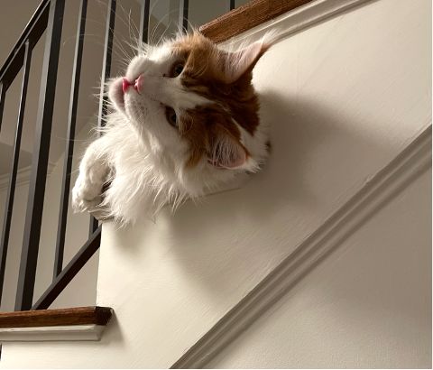 Cat on a staircase with tongue stuck out