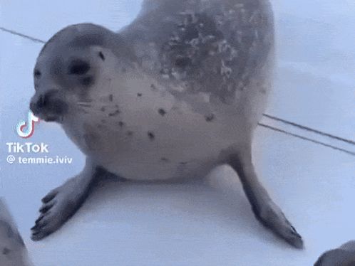 a seal is walking on a tile floor next to a dog .