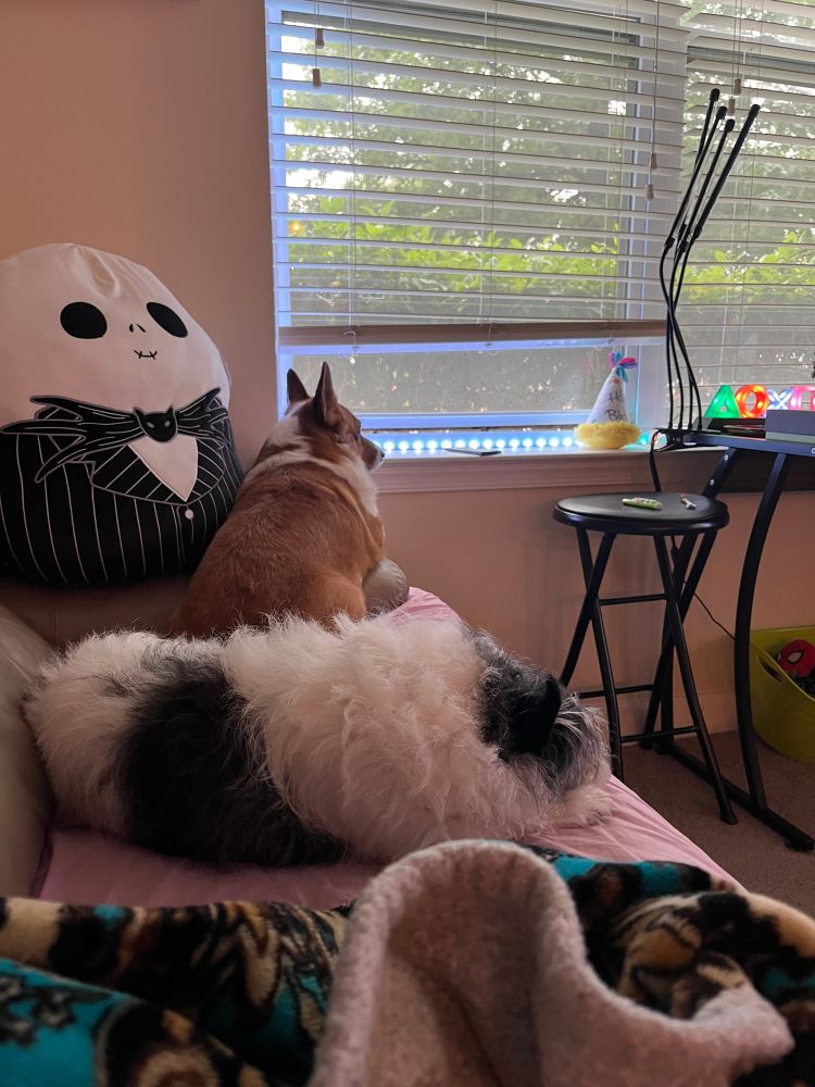 A corgi and a small black and white terrier sit on a beige leather couch covered in a pink sheet. The corgi is on the far end looking out the window. There is a giant Jack Skellington squishmallow beside her. 