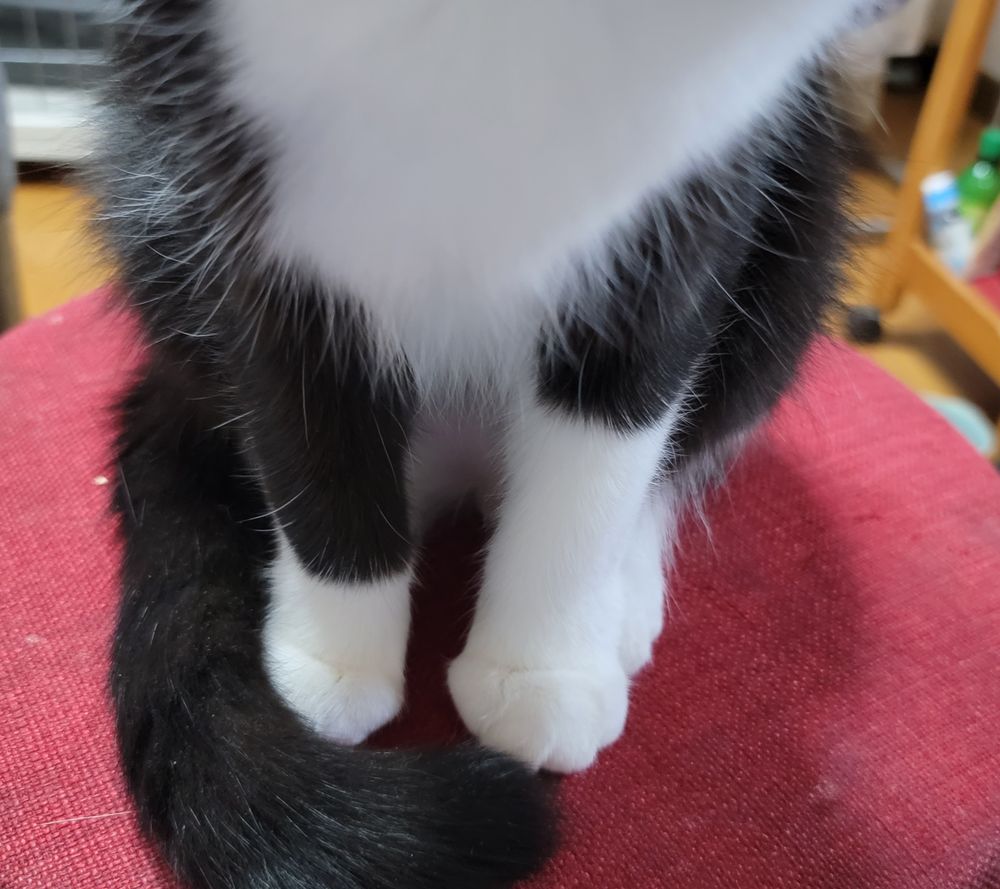 猫の足