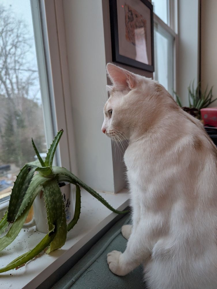 White cat on a couch, looking out a window 