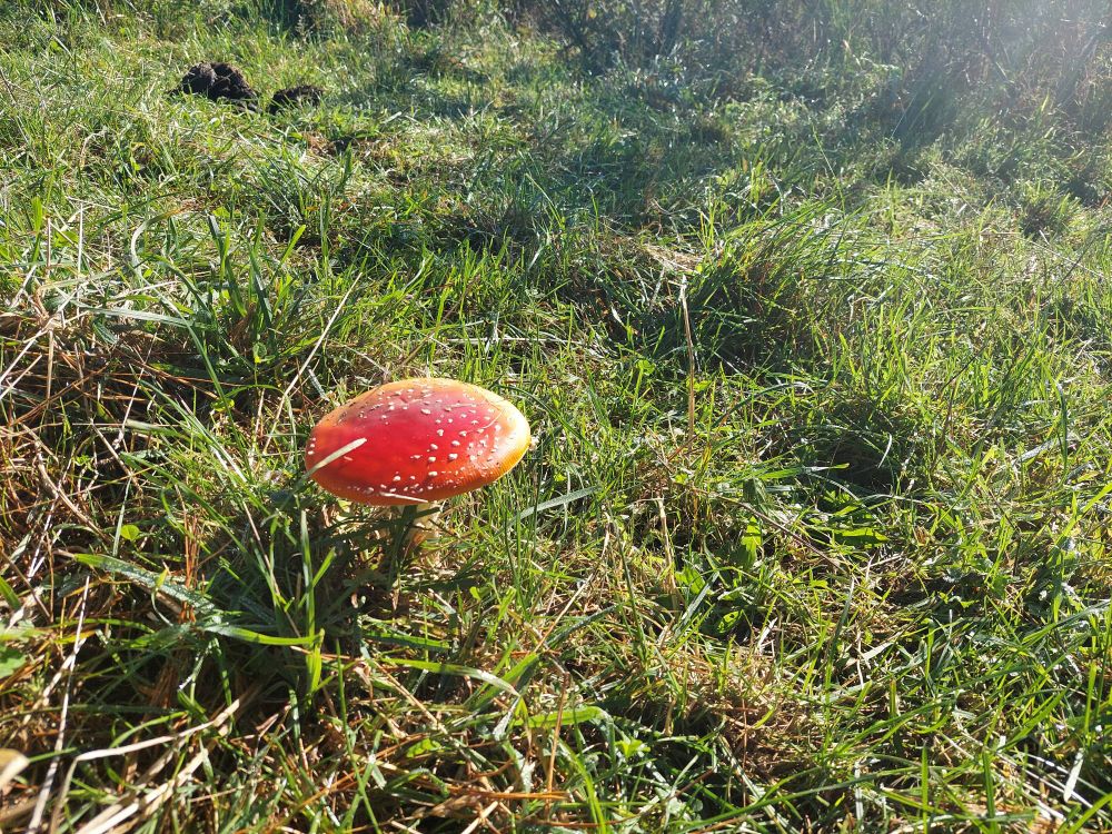 Toadstool 🍄