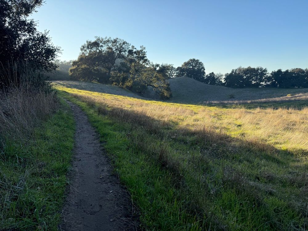 A trail winds left through a green meadow. In the distance, the setting sun illuminates a stretch of the meadow and the upper boughs of the trees beyond.