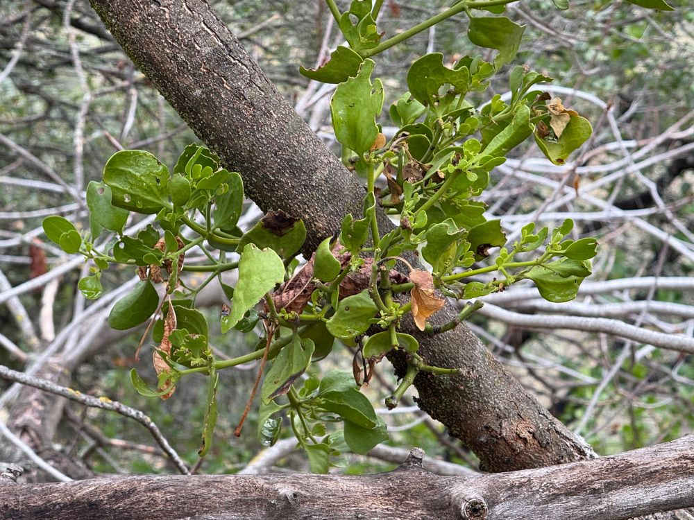 A thick, otherwise-bare branch with a ring of green shoots of mistletoe sprouting out of it.