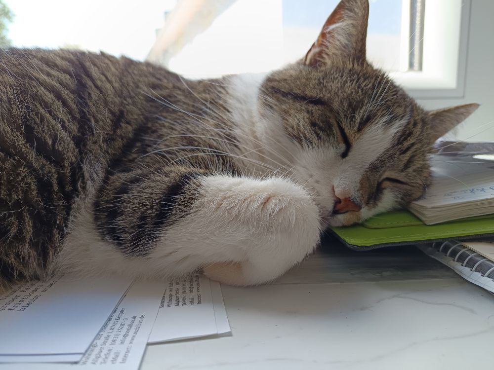 Katze die ähnlich aussieht wie die auf dem Bild vorher .