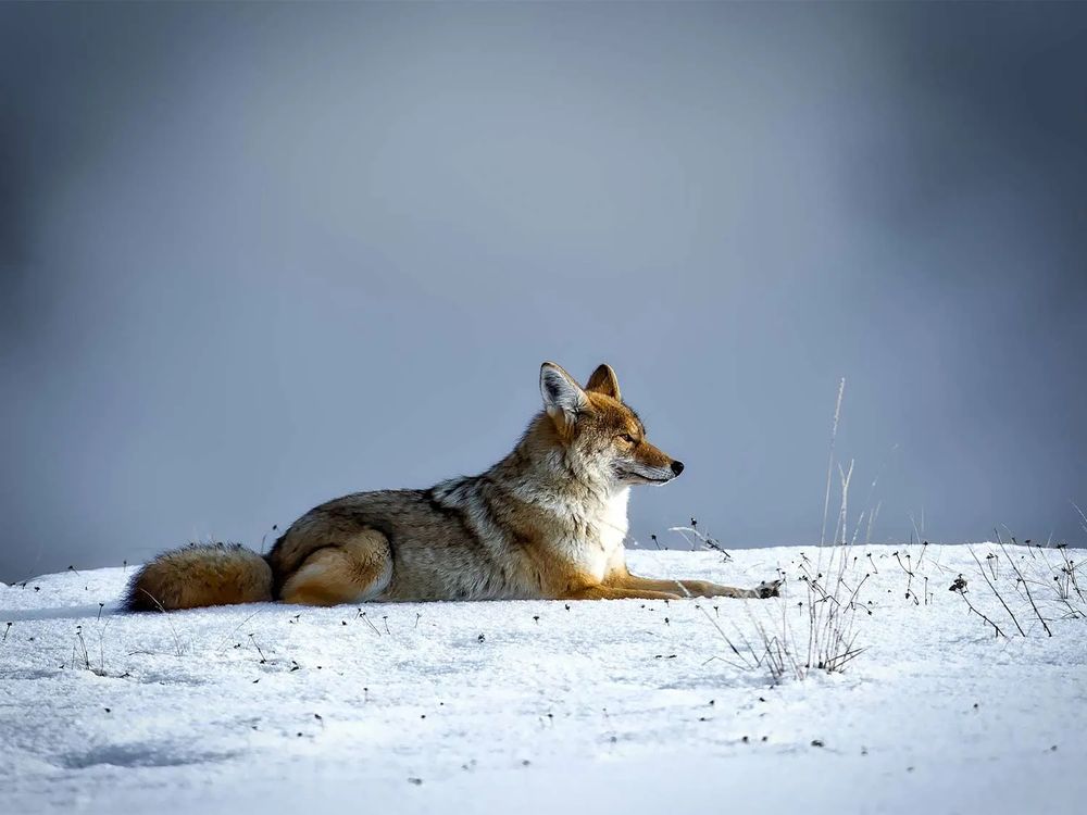An eastern coyote contemplating life.

In the snow. 