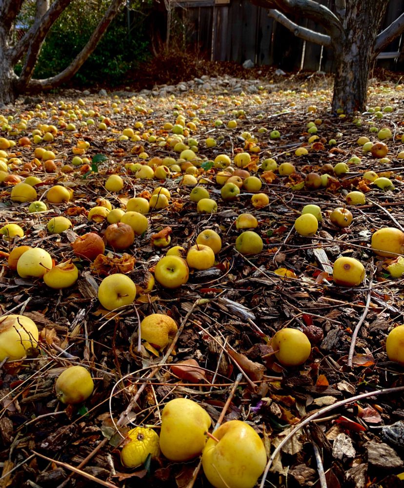 The ground around an apple tree is covered with yellow apples in varying stages of decay.