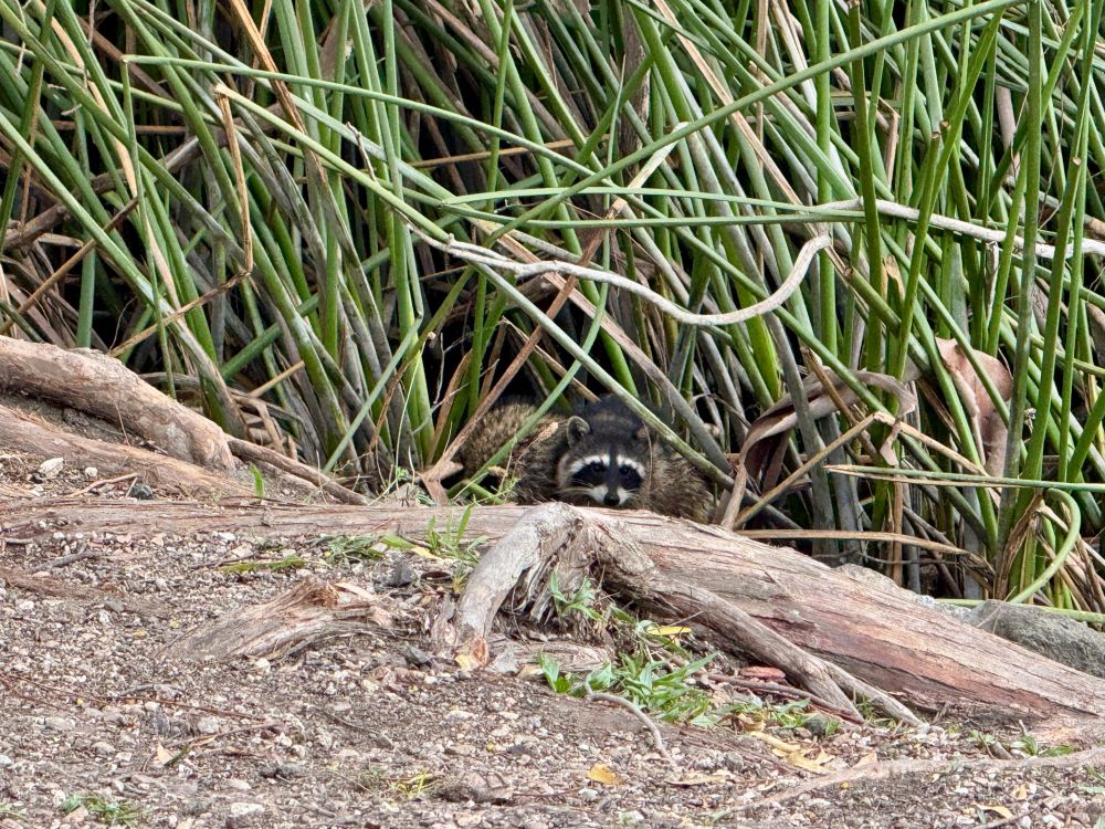 A young raccoon is peeking out from tall reed grasses. There is a second raccoon, but it's not visible. There are tree roots in front of the reeds. Laguna Lake, San Luis Obispo, California