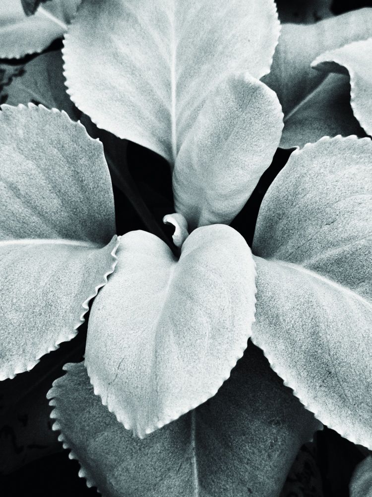 Closeup of a slightly green-gray velvety plant with broad leaves and soft features.