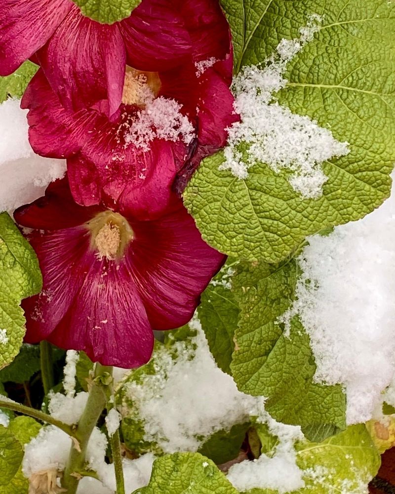 Closeup of deep red/magenta/maroon hollyhock blossoms with light green leaves. There is snow clinging to the blossoms and leaves.