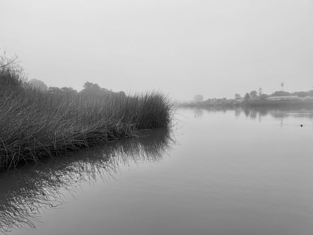 Black and white image of fog hovering over a very still lake, making objects in the distance faint and smooth. The foreground has some reed grass that provides minimal texture.
