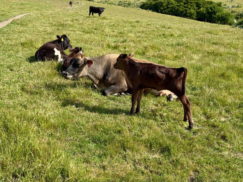The calf is now standing, looking kind of wobbly and thin. Mama is still lying down on the grass. I was happy to see that the calf appeared OK.