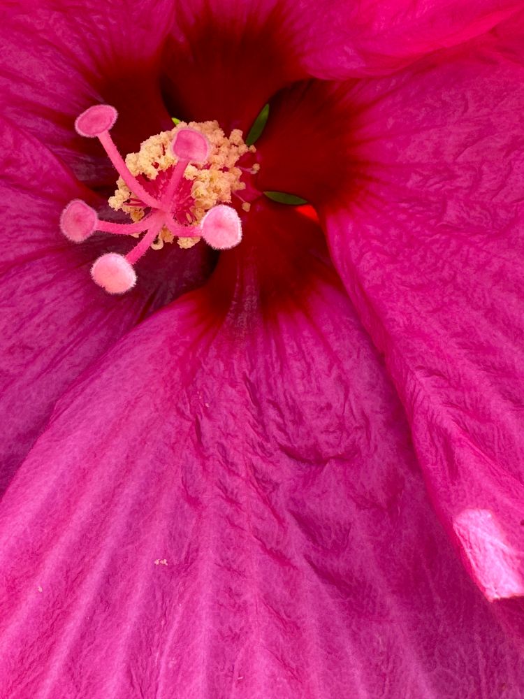 Closeup view of a hot pink hibiscus blossom and its center. The center of the flower is in the upper left corner.