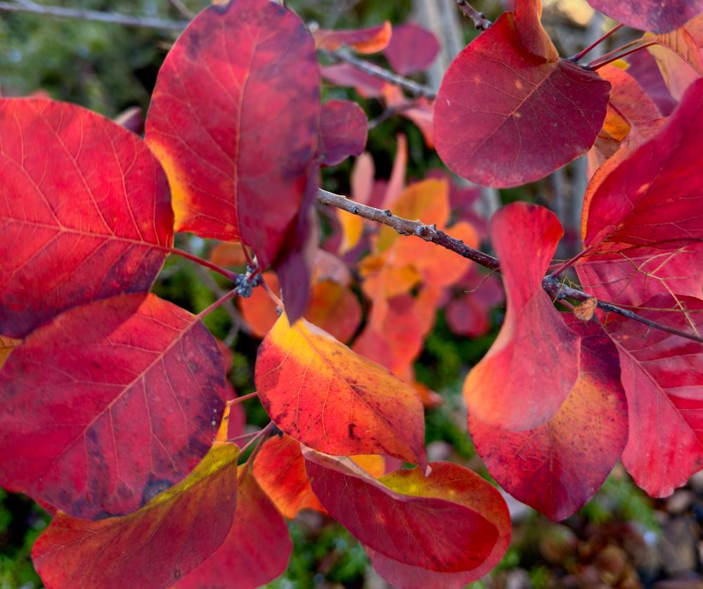 Closeup of tree leaves that are mostly red with some bright orange mixed in. 