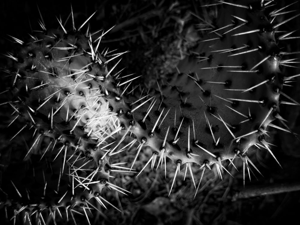 Black and white image with high contrast of a curled piece of prickly pear cactus. The thorns are very long and going different directions due to the curl. There is one spot that is illuminated and bright, the rest is dark with contrasting white thorns which look very menacing!

Cerro San Luis hiking trail, San Luis Obispo, California