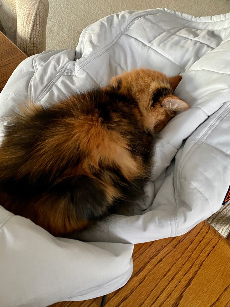 A calico cat did a face plant into my jacket and fell asleep with her head deep in the fluffiness of the coat (I don't know how she was able to breathe!). This view of my cat is brown and black, and she's sleeping on my white winter jacket.