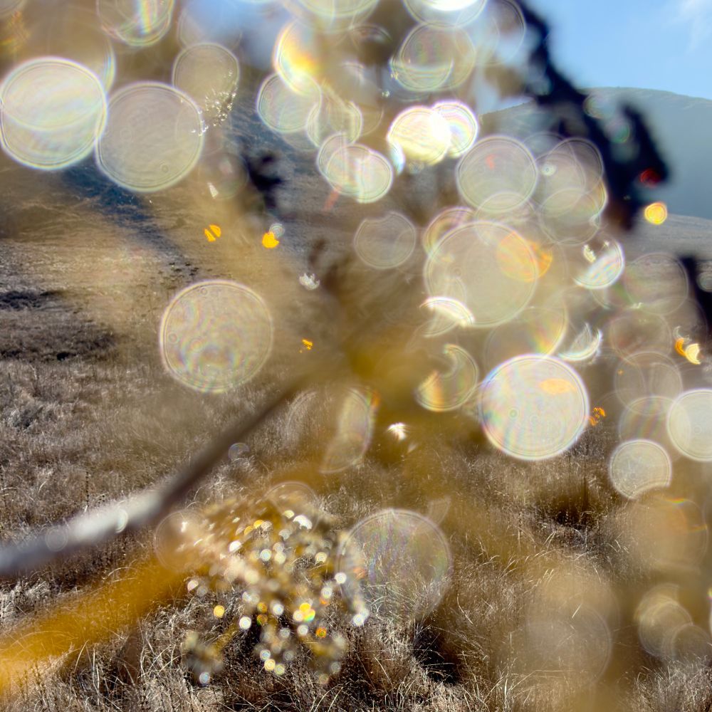 A closeup of dew drops on a dried fennel blossom that distorted into translucent dots due to soft focus. The dots are all shades of gold and look jewel-like.