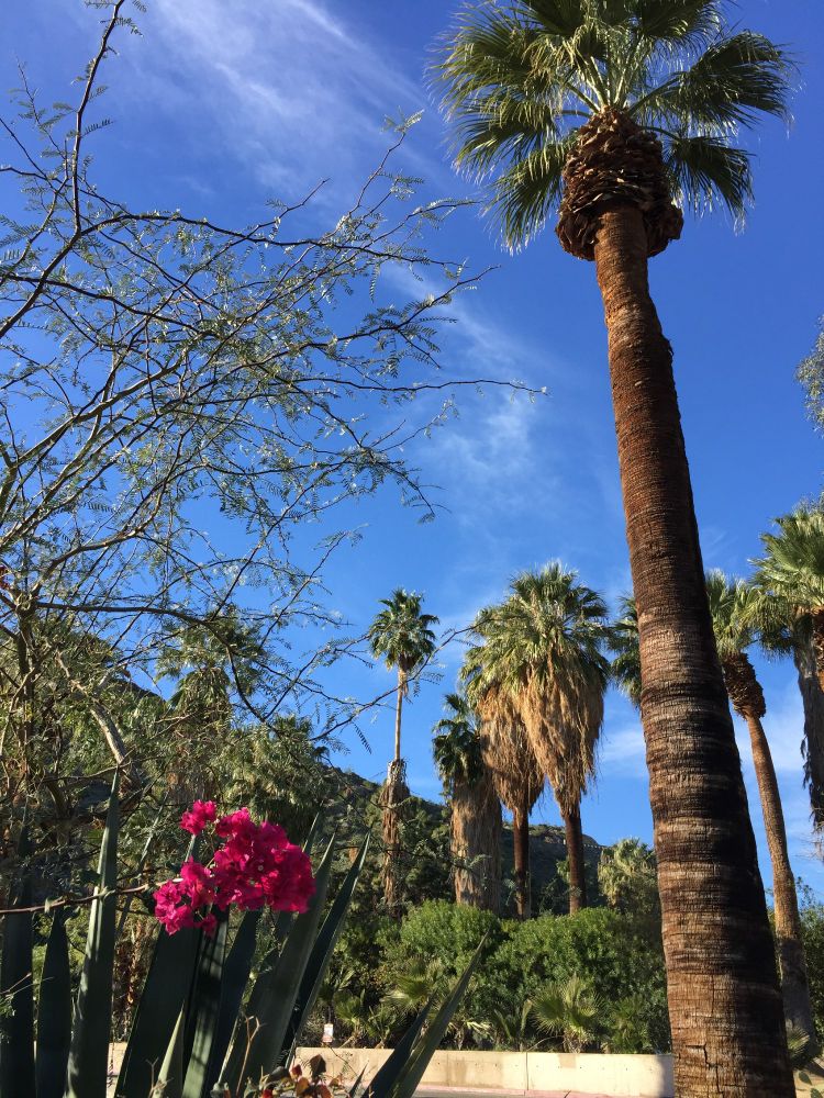 A view of desert date palms and other desert vegetation of trees, bushes, and a plant with hot pink flowers. The sky is deep blue and there are some mountains in the background. Palm Springs, California