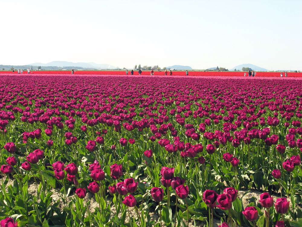 Huge fields of different colors of tulips in long strips next to each other. In this image, the foreground is a deep red/violet/magenta colors, then in the distance you can see a field of lighter pink, then darker pink. There are some people walking through the fields in the distance. Skagit Valley near Seattle, Washington.